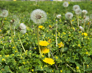 Obraz premium Dandelion seeds and flowers in garden or lawn, seeds ready for dispersal by wind or touch