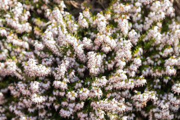 Texture of a bush of white pink flowers and green leaves