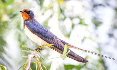 Swallow on the pepper tree