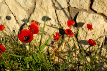 Blume des Jahres 2017: Klatschmohn