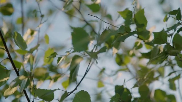Summer. Deciduous forest. The sun plays with the leaves of birch
