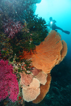 Scuba Divers swimming over the big gorgonian. Batee Tokong . Pulau Weh , Indonesia