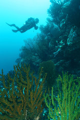 Scuba Divers swimming over the hard coeal. Batee Tokong . Pulau Weh , Indonesia