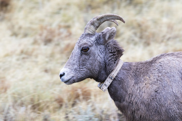 GPS collar on ewe bighorn sheep, portrait