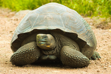 Fototapeta premium Tortoises are herbivorous animals with a diet comprising cactus, grasses, leaves, vines, and fruit, front view
