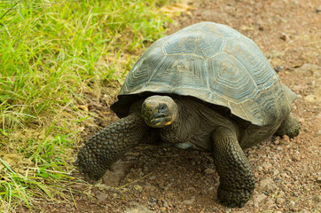 Tortoises are herbivorous animals with a diet comprising cactus, grasses, leaves, vines, and fruit, walking in a rocky road