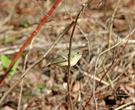 roitelet &agrave; couronne rubis