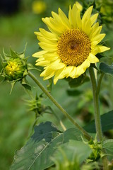 夏に咲くひまわり