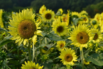 夏に咲くひまわり