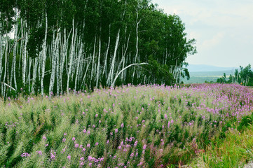 The forest on the grassland