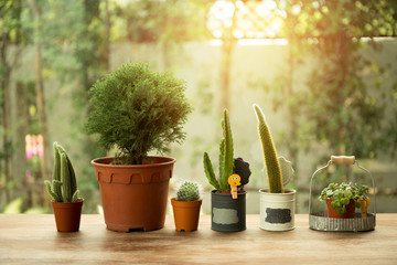 Group of small cactus in a pot with sunset light