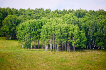 The forest on the grassland