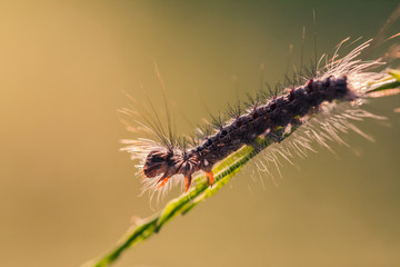 Macro photo of caterpillar with narrow depth of field.