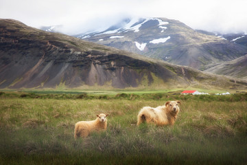 Obraz premium Icelandic Sheep 
