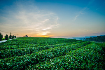 Sunset view of tea plantation landscape at Chiang rai, Thailand.