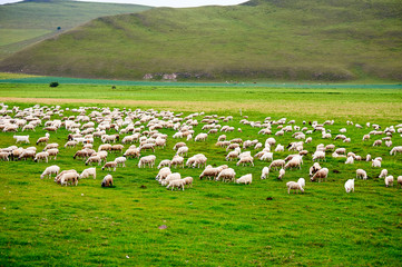 The flock of sheep on the summer meadows