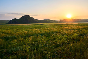 The forest on the grassland