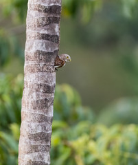 Pygmy owl