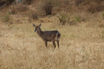 A Single Waterbuck in Tanzania