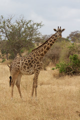 A lone Giraffe in Tarangire National Park