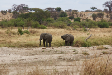 Obraz premium African Elephants by Tarangire National Park