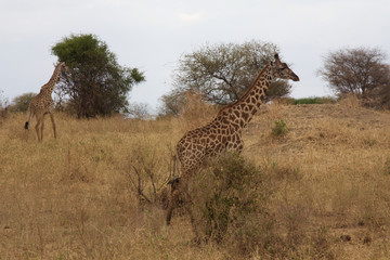 A Giraffe Wandering in Tanzania