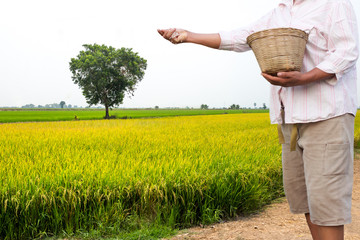 Farmer apply chemical fertilizer in rice field
