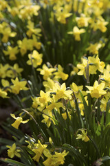 Fototapeta premium Dafodills