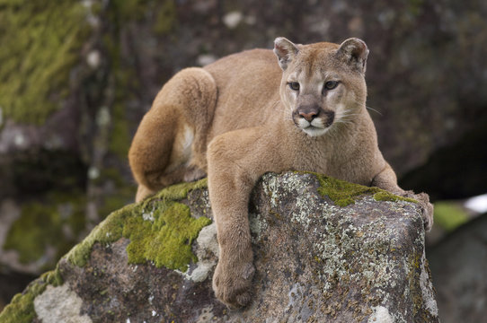 Puma Images – Browse 111,292 Stock Photos, Vectors, and Video | Adobe Stock