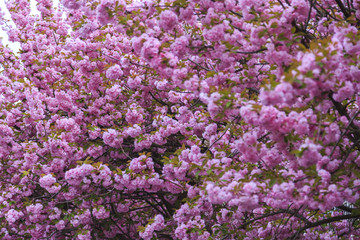 Fototapeta premium Pink cherry blossoms