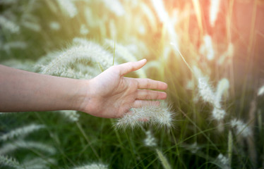 Soft focus young woman is hand feeling grass flower of hature