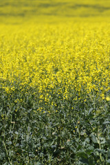 Obraz premium Rape seed field