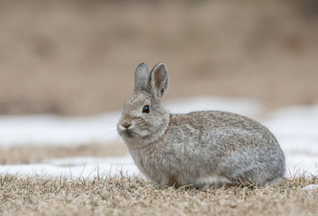 Mountain cottontail rabbit on grass and snow with dead grass as forage