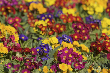 Primrose flowers (Primula acaulis)