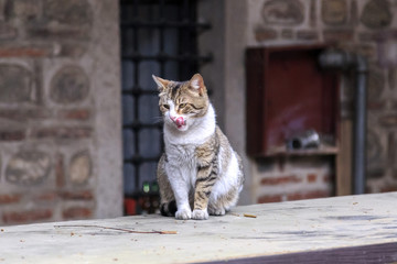 Obraz premium Lovely street cat