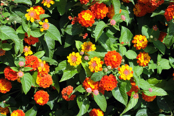 Lantana flowers