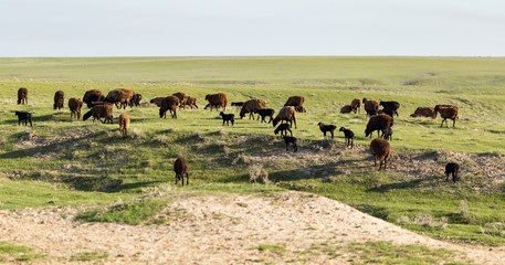 Sheep in the pasture in the open air
