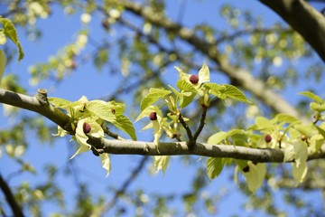 Frühlingserwachen