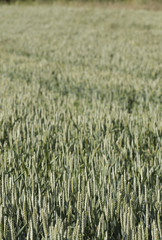 Wheat field