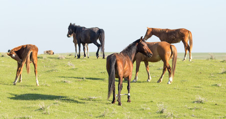 Fototapeta premium Horses in pasture on nature