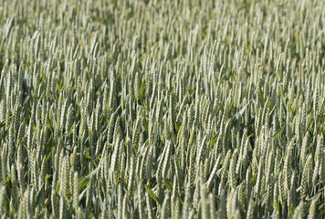 Wheat field