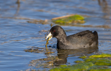 American coot in pond eating aquatic plants with algae and other plants nearby