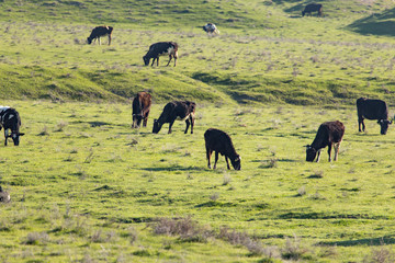 Fototapeta na wymiar Cows graze on pasture on nature