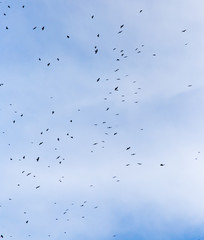 A flock of raven birds on a blue sky