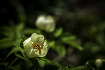 From the Botanical Garden