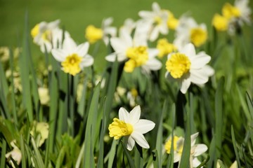 Wiese mit bunten Blumen