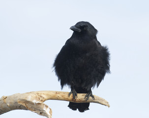 American Crow