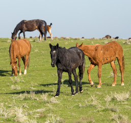 Obraz na płótnie Canvas Horses in pasture on nature