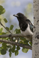 Black-billed magpie sitting on trembling aspen tree branch with leaves and sky background