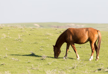 Fototapeta premium Horses in pasture on nature